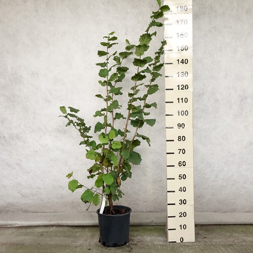 Esemplare di Corylus maxima Géant de Halle - Nocciolo lungo Vaso da 7,5L/10L consegnato in estate