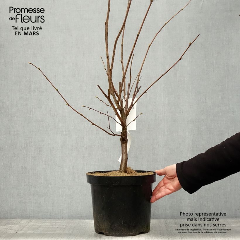 Corylus maxima Géant de Halle - Nocciolo lungo Vaso da 7,5L/10LAltezza consegnata circa 60/80cm esemplare consegnato in primavera