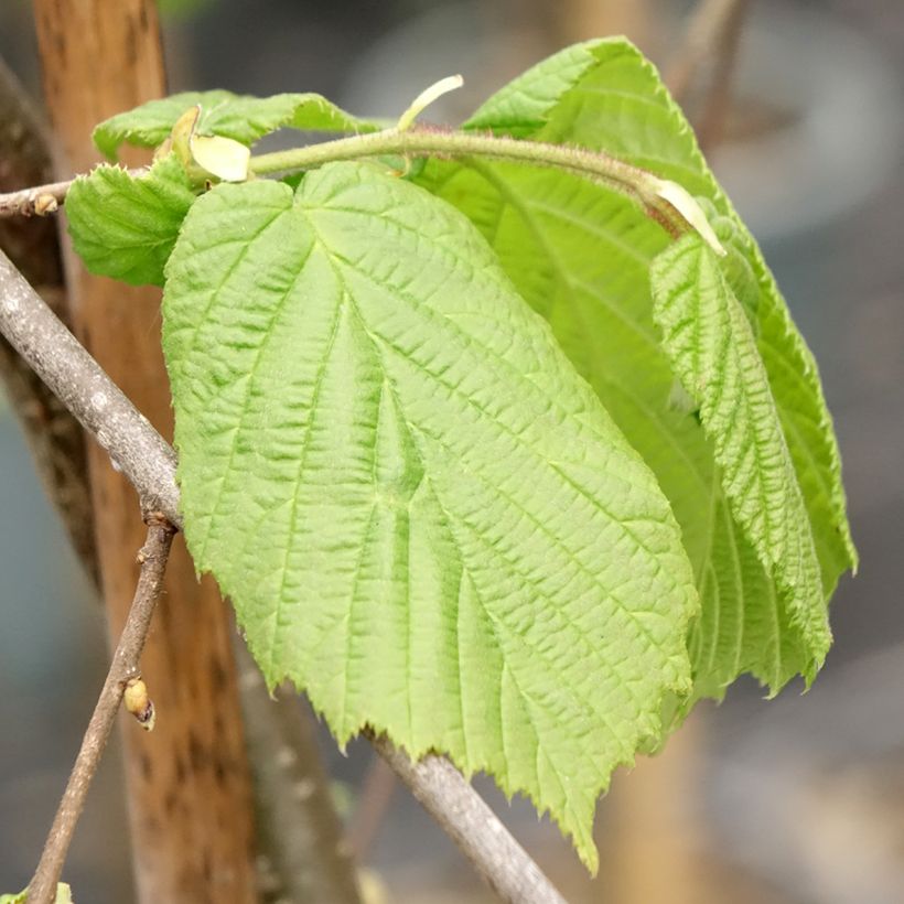 Corylus avellana Pendula - Nocciòlo (Fogliame)