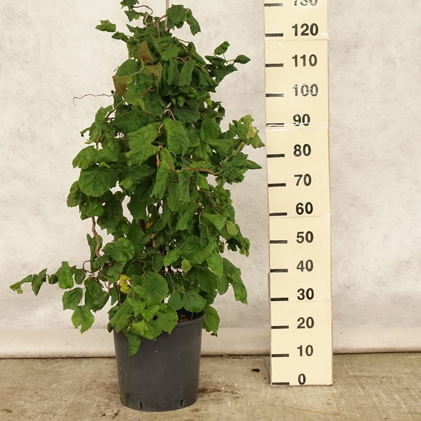 Esemplare di Corylus avellana Contorta - Nocciolo comune Vaso da 12L/15L consegnato in estate