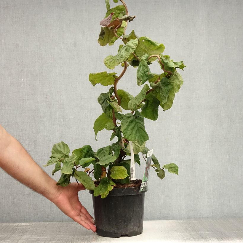 Esemplare di Corylus avellana Red Majestic - Nocciolo comune Vaso da 3L/4L consegnato in estate