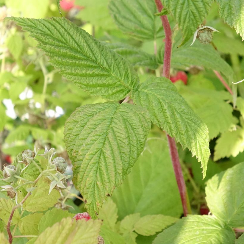 Corylus avellana Red Majestic - Nocciolo comune (Fogliame)