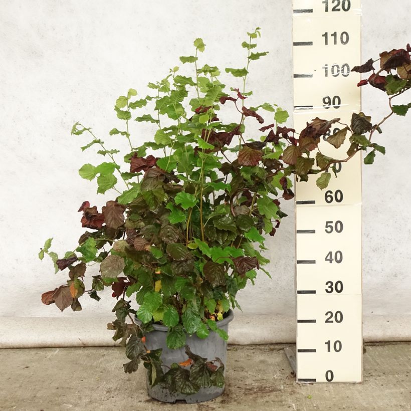 Esemplare di Corylus avellana Red Majestic - Nocciolo comune Vaso da 12L/15L consegnato in estate