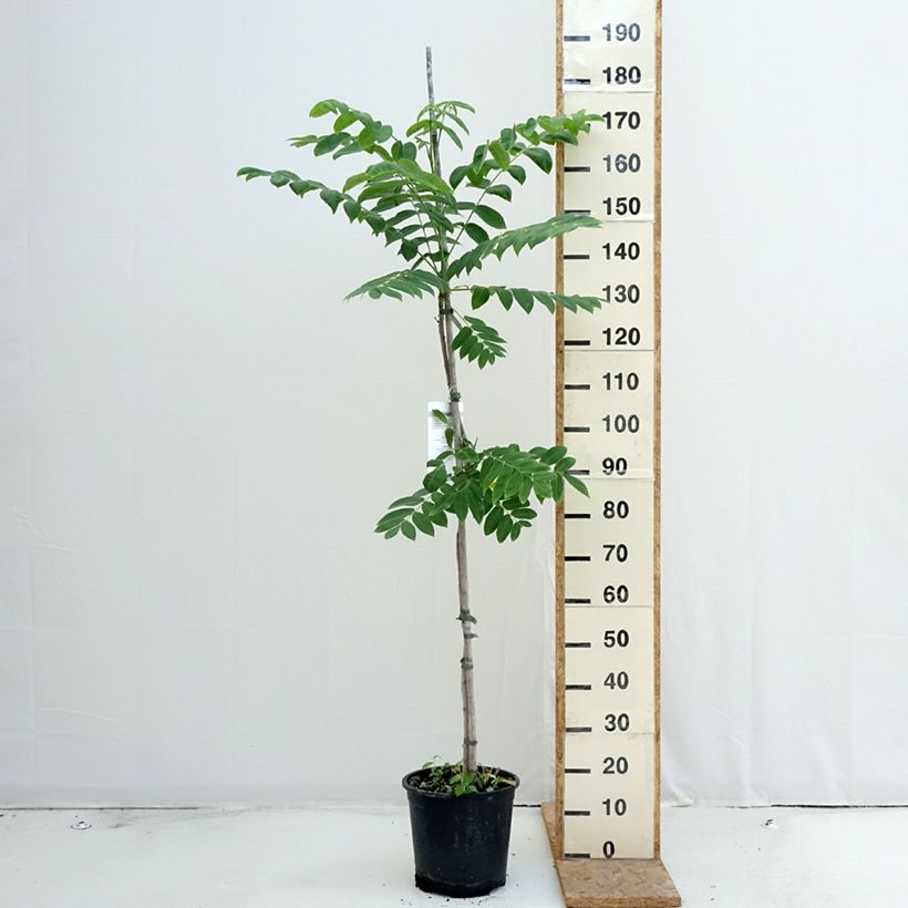 Esemplare di Juglans cinerea - Noce cenerino Vaso da 7,5L/10L consegnato in estate