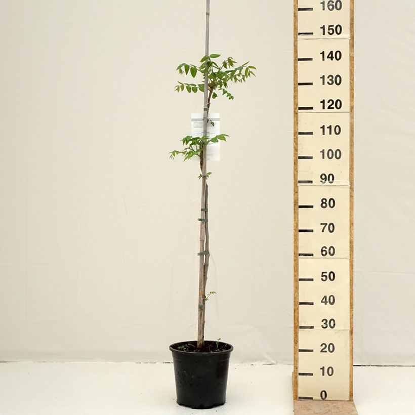 Juglans cinerea - Noce cenerino Vaso da 7,5L/10L esemplare consegnato in primavera