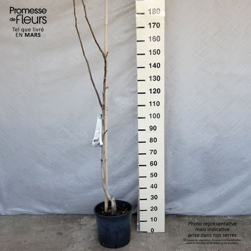 Noce comune Mayette Vaso da 12L/15L, Astone altoAltezza consegnata circa 200/+cm esemplare consegnato in primavera