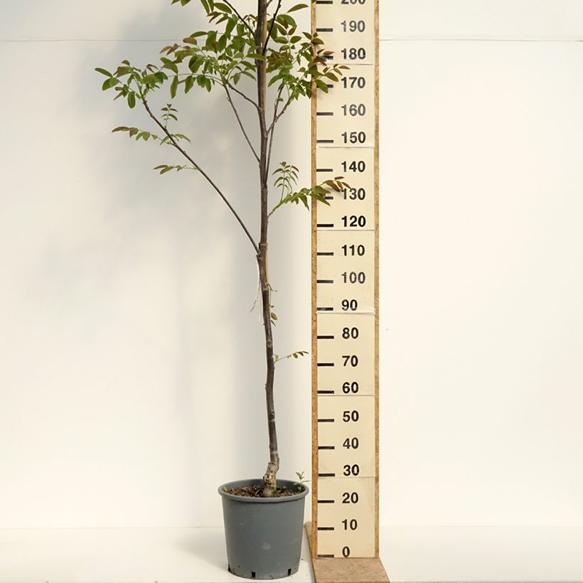 Noce comune Weinsberg 1 Vaso da 18L/20L, Astone alto esemplare consegnato in primavera