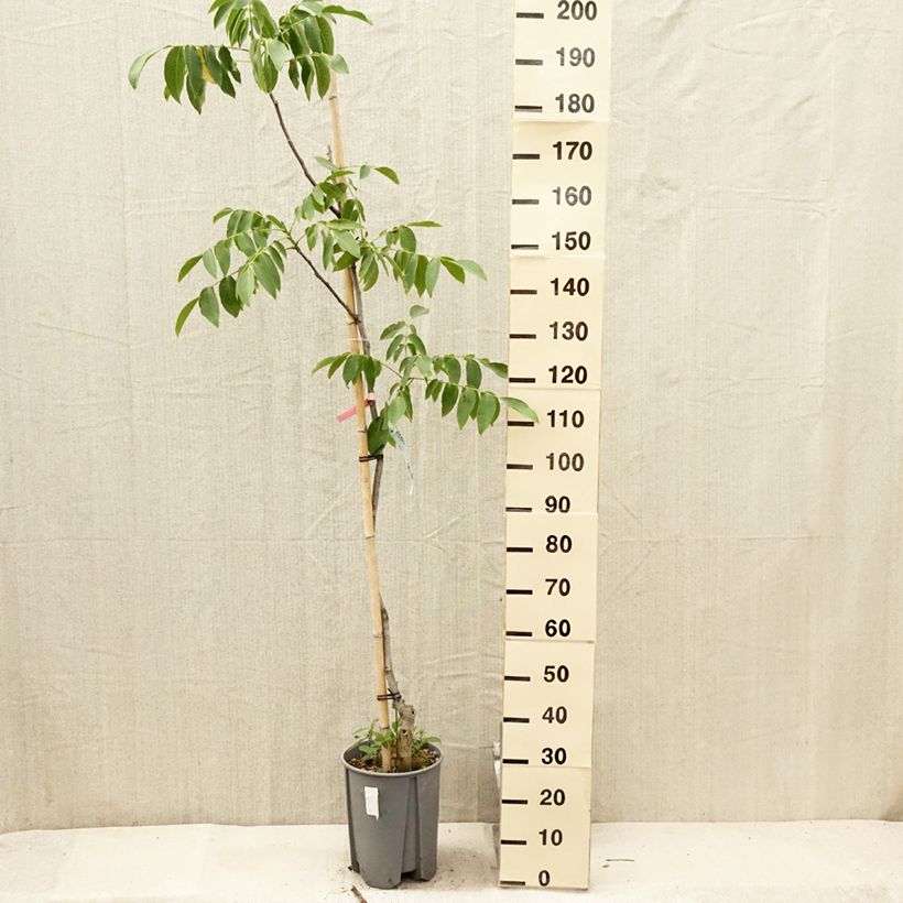 Esemplare di Noce comune Franquette Vaso da 7,5L/10L, Vaso impalcato medio consegnato in estate