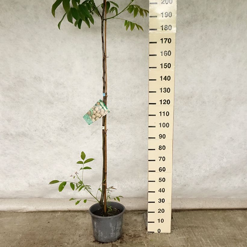 Esemplare di Noce comune Parisienne Vaso da 18L/20L, Astone alto consegnato in estate