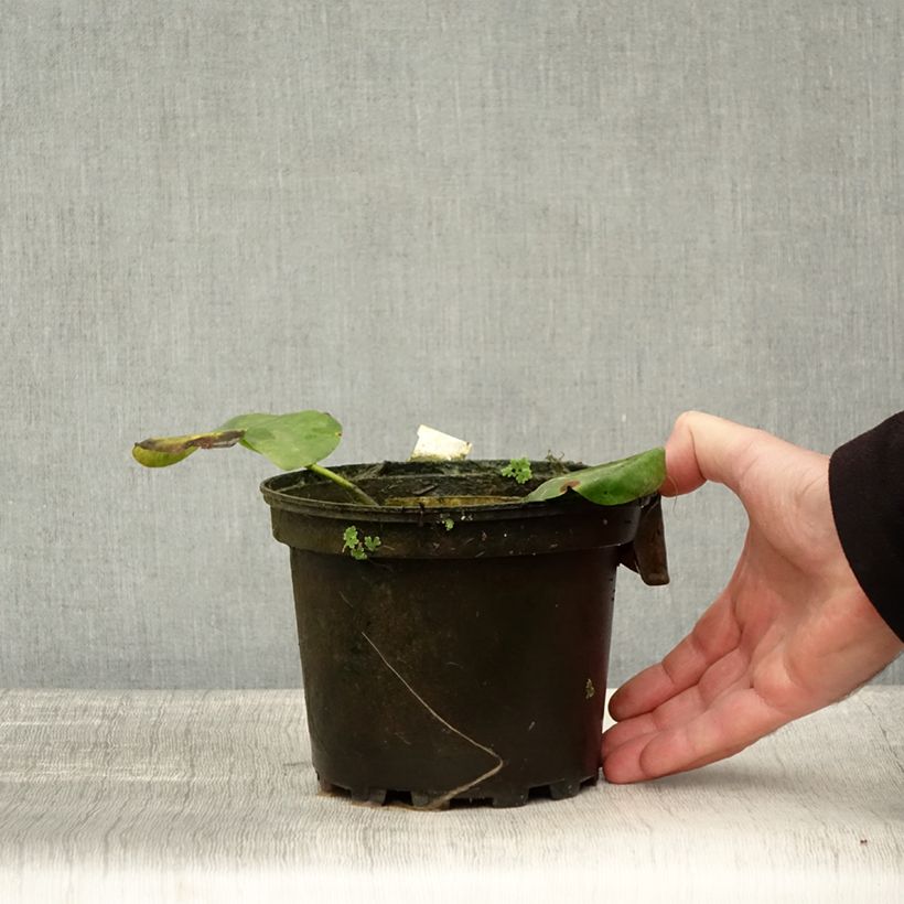 Esemplare di Nymphaea Alba Delicata Vaso da 1,5L/2L come consegnato in autunno
