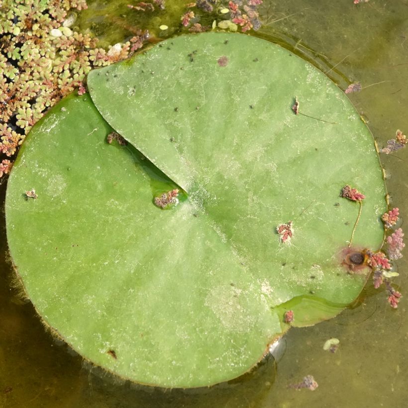 Nymphaea Almost Black (Fogliame)