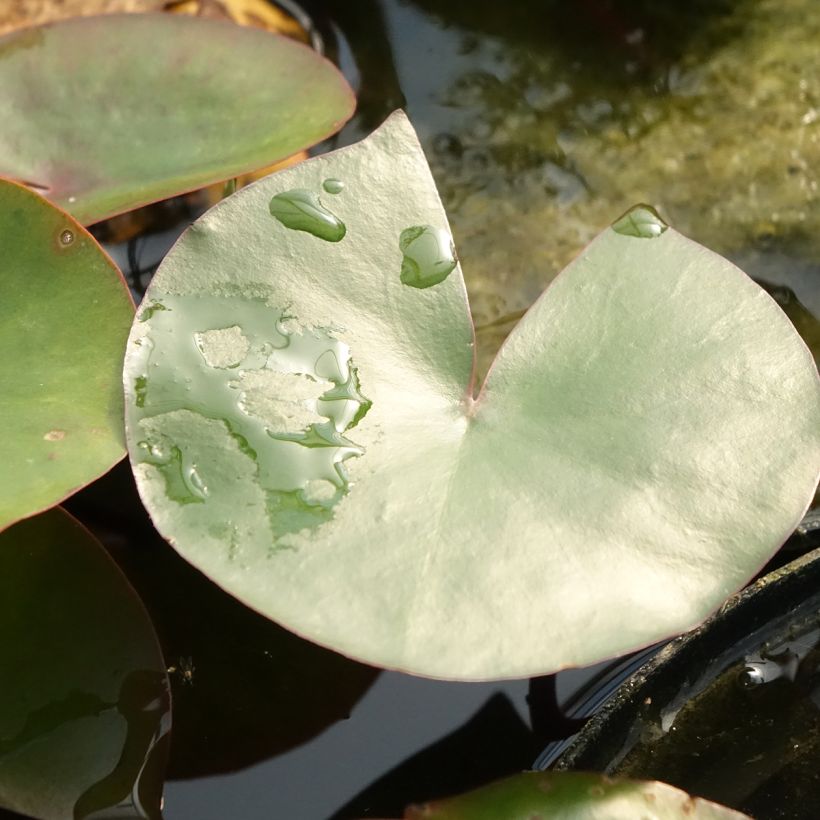 Nymphaea Amabilis (Fogliame)