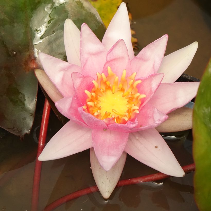 Nymphaea Amabilis (Fioritura)