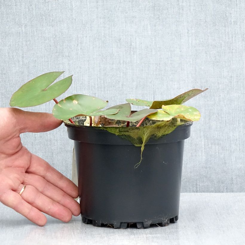 Esemplare di Nymphaea Amabilis Vaso da 1,5L/2L consegnato in estate