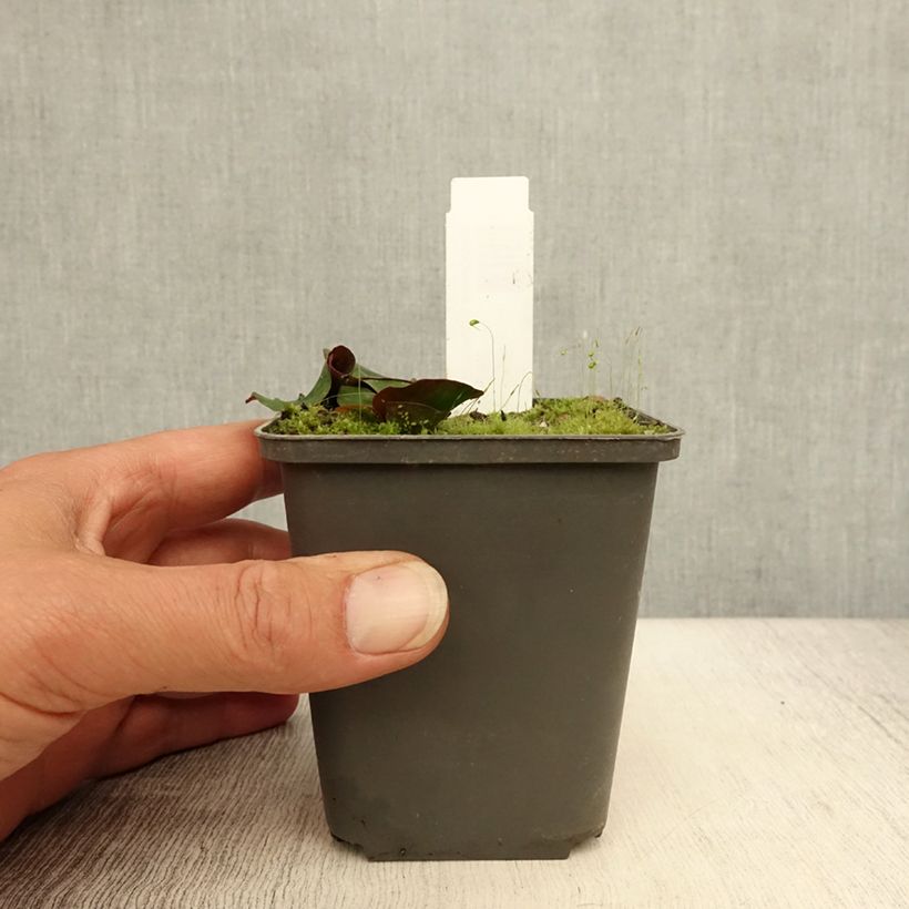 Esemplare di Nymphaea Attraction Vasetto da 8/9 cm consegnato in estate