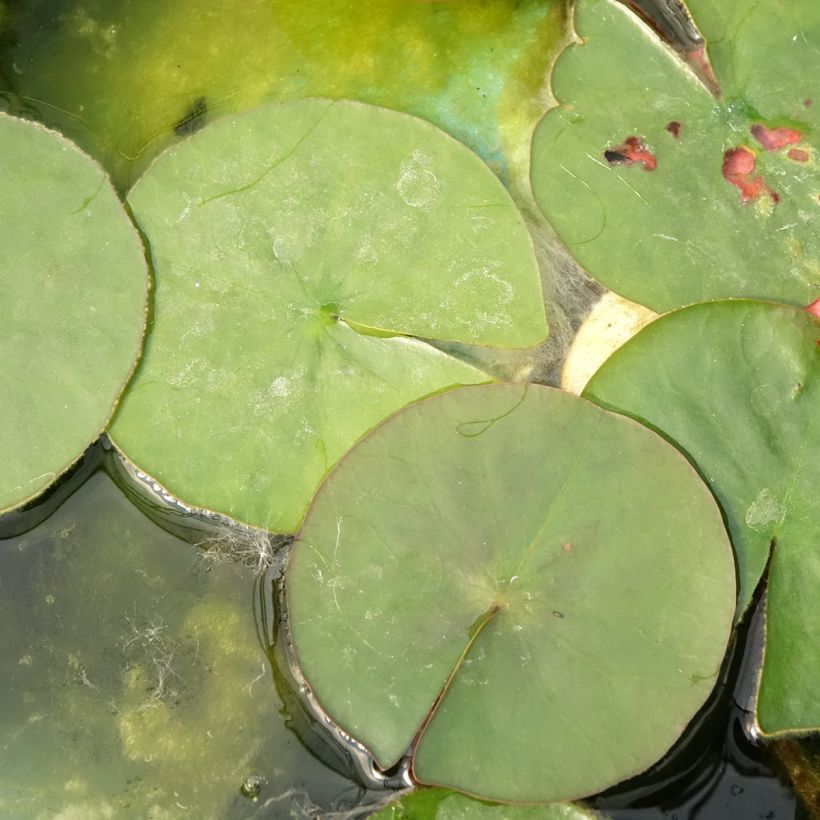 Nymphaea Burgundy Princess (Fogliame)