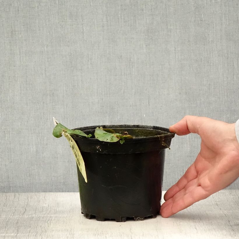 Esemplare di Nymphaea candida - Ninfea comune Vaso da 1,5L/2L consegnato in estate