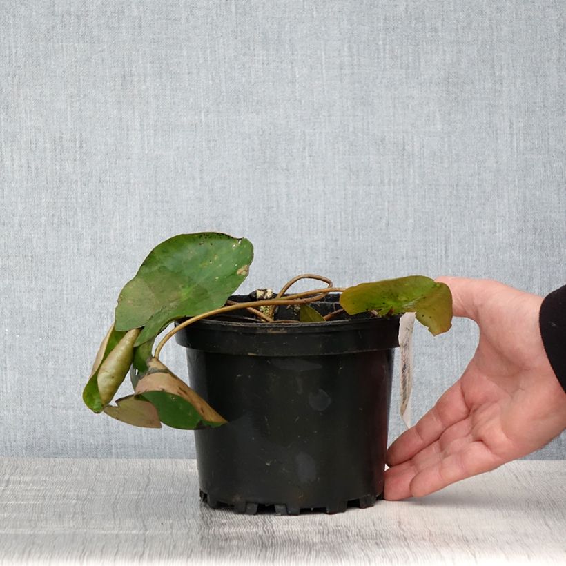 Nymphaea candida - Ninfea comune Vaso da 1,5L/2L esemplare consegnato in primavera