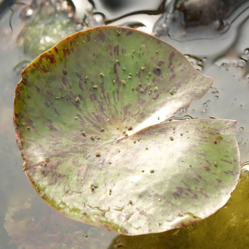 Nymphaea Carolina Sunset (Fogliame)