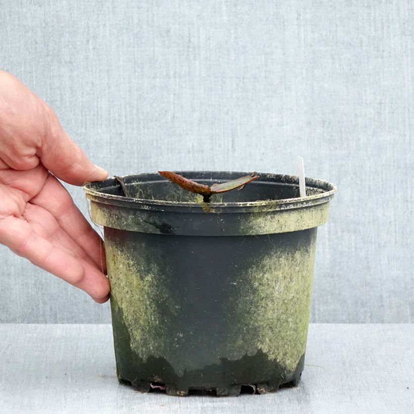 Esemplare di Nymphaea Carolina Sunset Vaso da 1,5L/2L consegnato in estate