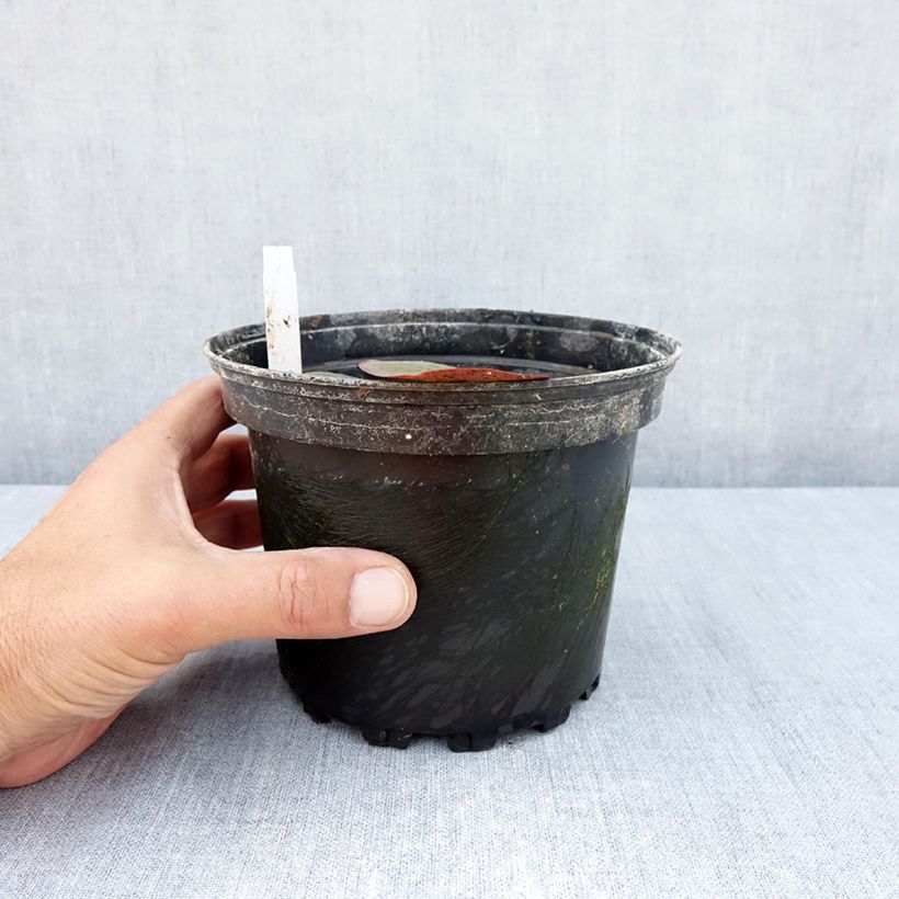 Esemplare di Nymphaea Charlene Strawn Vaso da 1,5L/2L consegnato in estate
