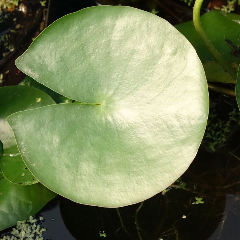 Nymphaea Charles de Meurville (Fogliame)