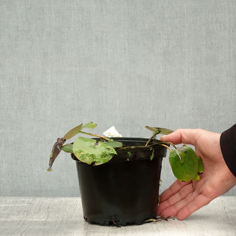 Esemplare di Nymphaea Cynthia Ann Vaso da 1,5L/2L come consegnato in autunno