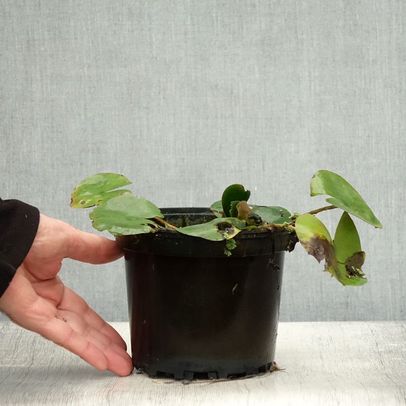 Esemplare di Nymphaea Dahlia Vaso da 1,5L/2L come consegnato in autunno