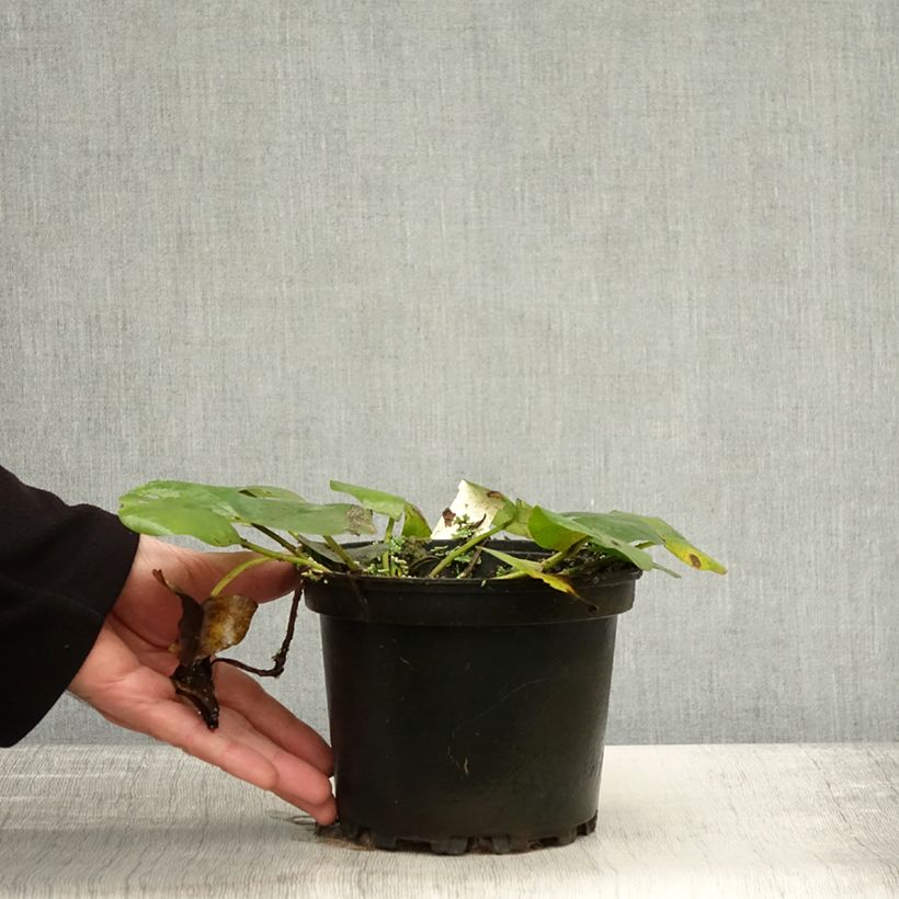 Esemplare di Nymphaea Denver Vaso da 1,5L/2L come consegnato in autunno