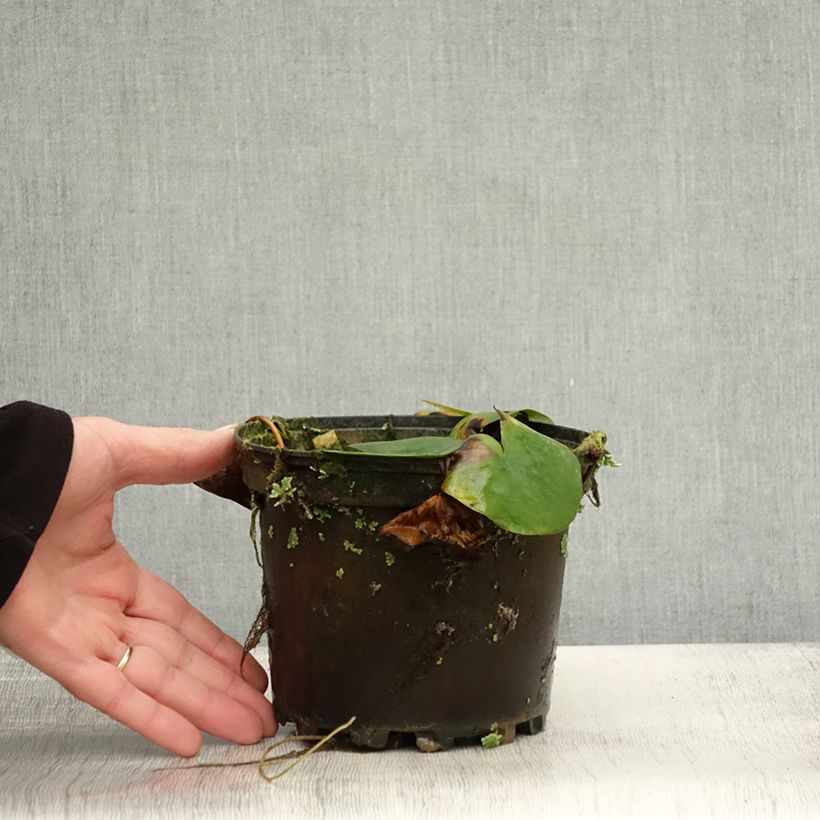 Esemplare di Nymphaea Ellisiana Vaso da 1,5L/2L come consegnato in autunno