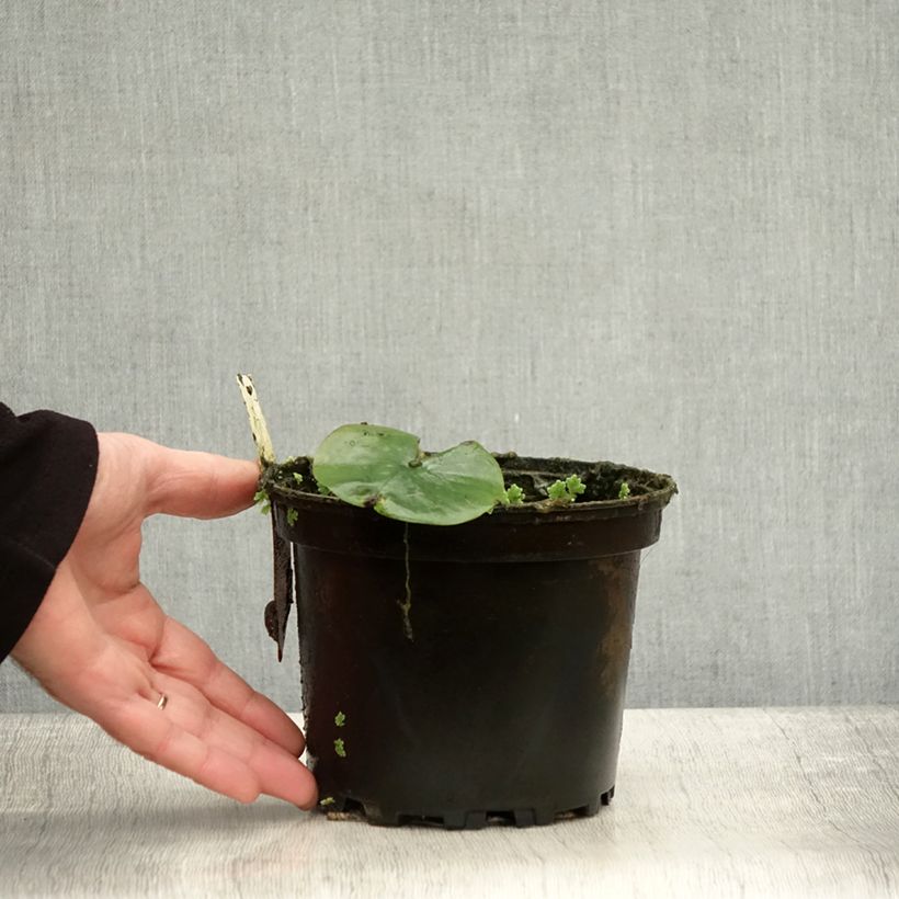 Esemplare di Nymphaea Eugenia de Lande Vaso da 1,5L/2L come consegnato in autunno