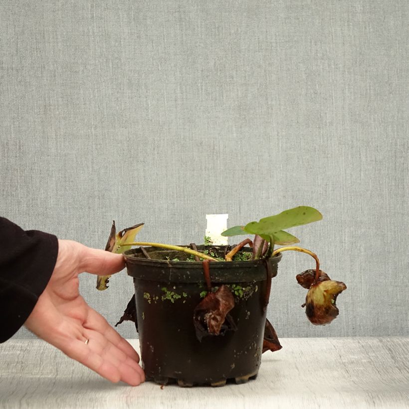 Esemplare di Nymphaea Evelyn Stetson Vaso da 1,5L/2L come consegnato in autunno