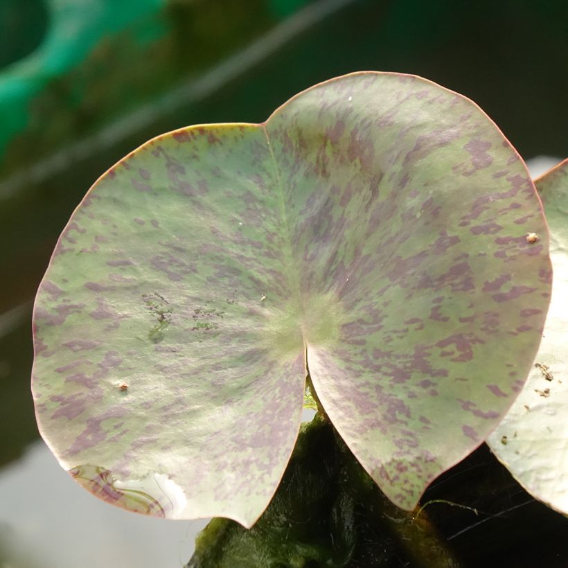 Nymphaea Florida Sunset (Fogliame)