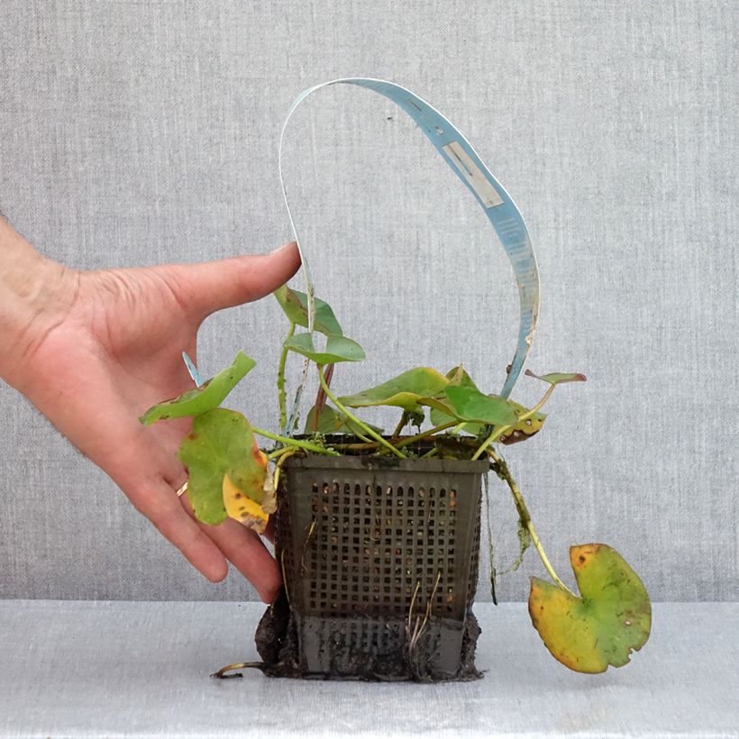 Esemplare di Nymphaea Gladstoniana Vaso da 1L/1,5L consegnato in estate