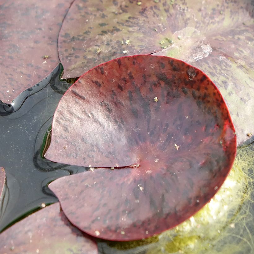 Nymphaea Gregg's Orange Beauty (Fogliame)