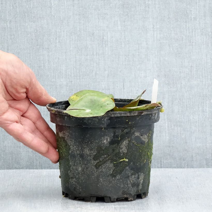 Esemplare di Nymphaea Gypsy Vaso da 1,5L/2L consegnato in estate
