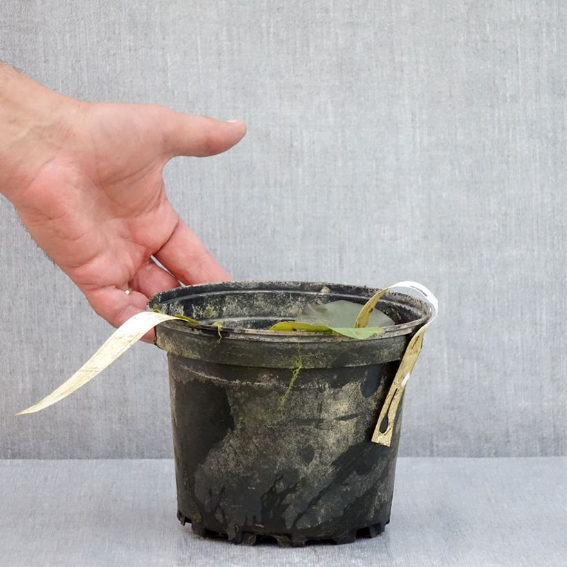 Esemplare di Nymphaea Hal Miller Vaso da 1,5L/2L consegnato in estate