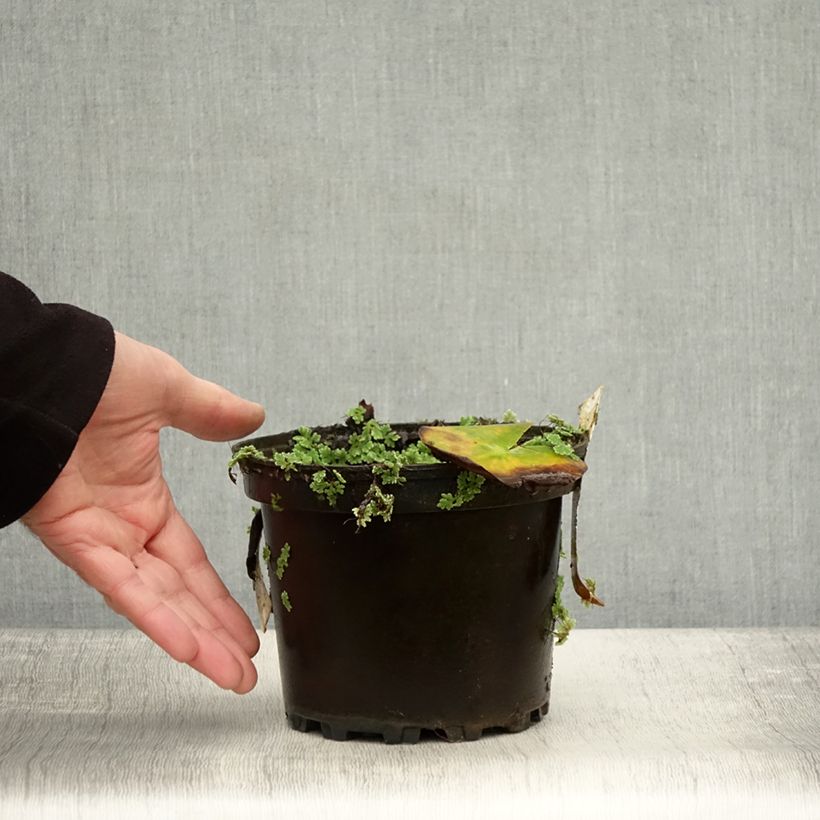 Esemplare di Nymphaea Hermine Vaso da 1,5L/2L come consegnato in autunno