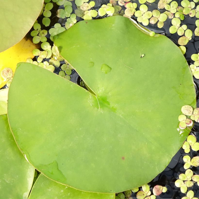 Nymphaea Hollandia (Fogliame)