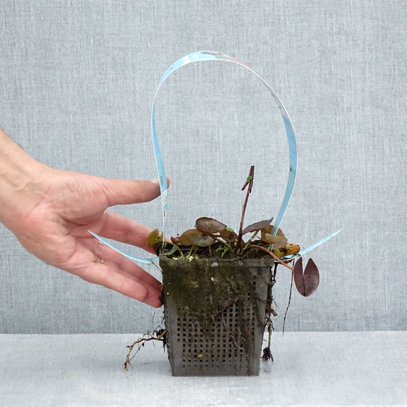 Esemplare di Nymphaea James Brydon Vaso da 1L/1,5L consegnato in estate