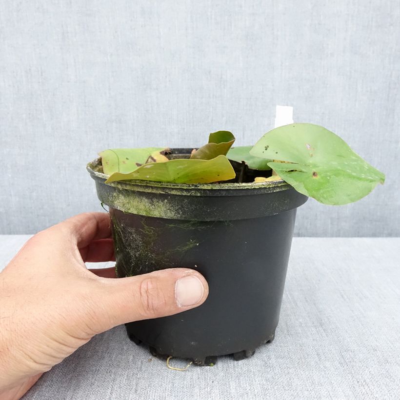Esemplare di Nymphaea Jean de la Marsalle Vaso da 1,5L/2L consegnato in estate