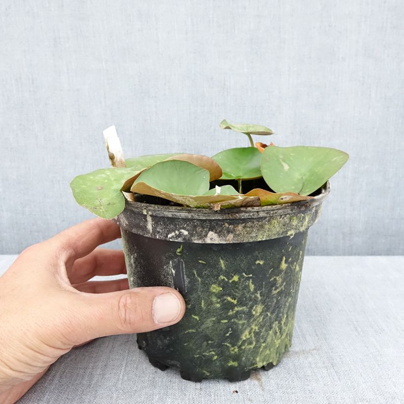 Esemplare di Nymphaea Lactea Vaso da 1,5L/2L consegnato in estate