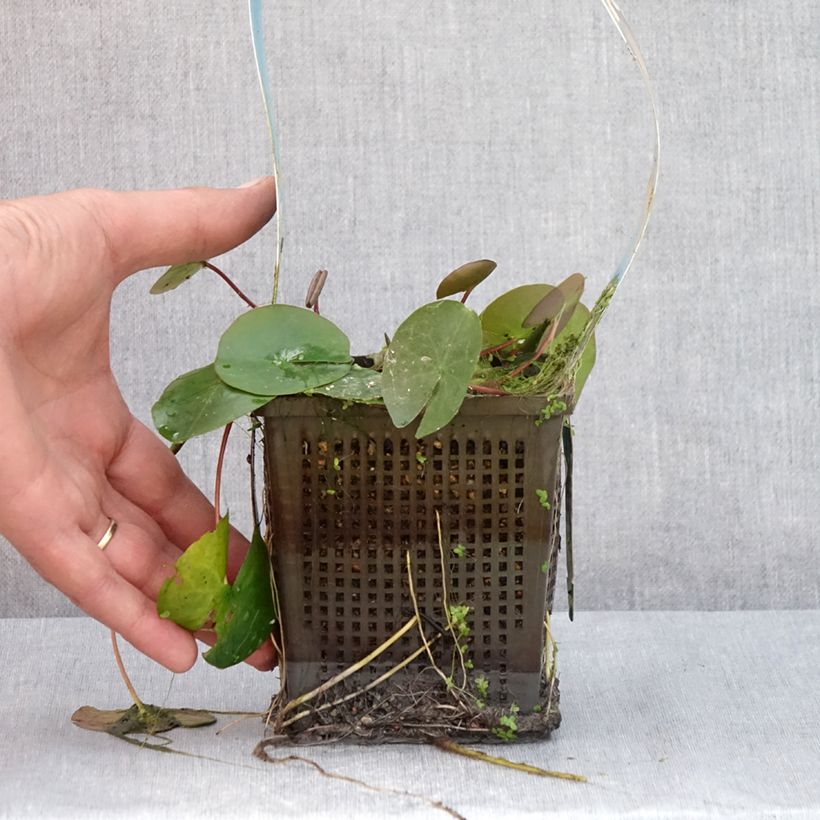 Esemplare di Nymphaea Laydekeri Liliacea Vaso da 1L/1,5L consegnato in estate