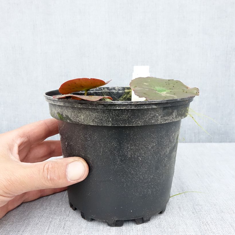 Esemplare di Nymphaea Lily Pons Vaso da 1,5L/2L consegnato in estate