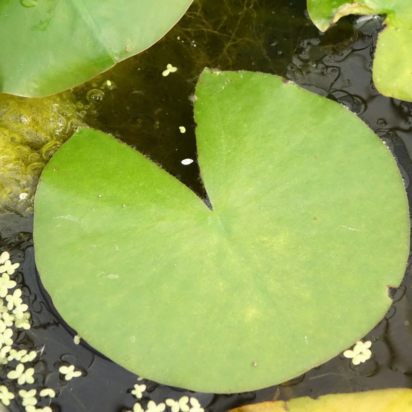 Nymphaea Madame Wilfron Gonnère (Fogliame)