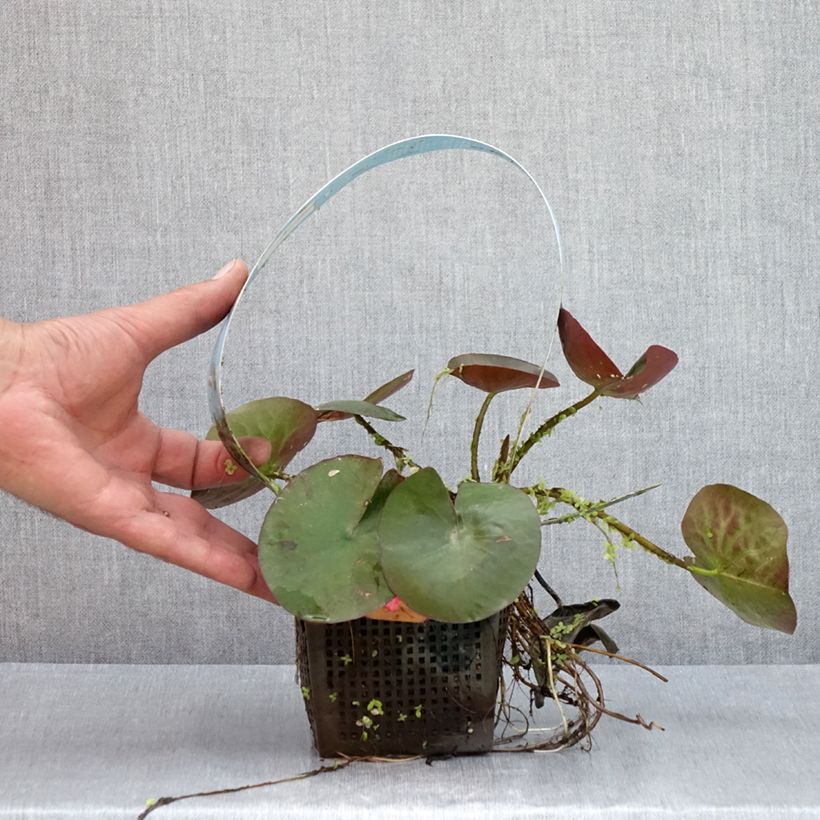 Esemplare di Nymphaea Mangkala Ubol Vaso da 1L/1,5L consegnato in estate
