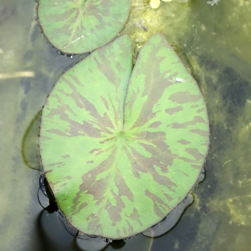 Nymphaea Marian Strawn (Fogliame)
