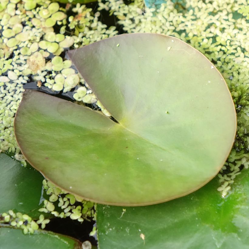 Nymphaea Marliacea Albida (Fogliame)