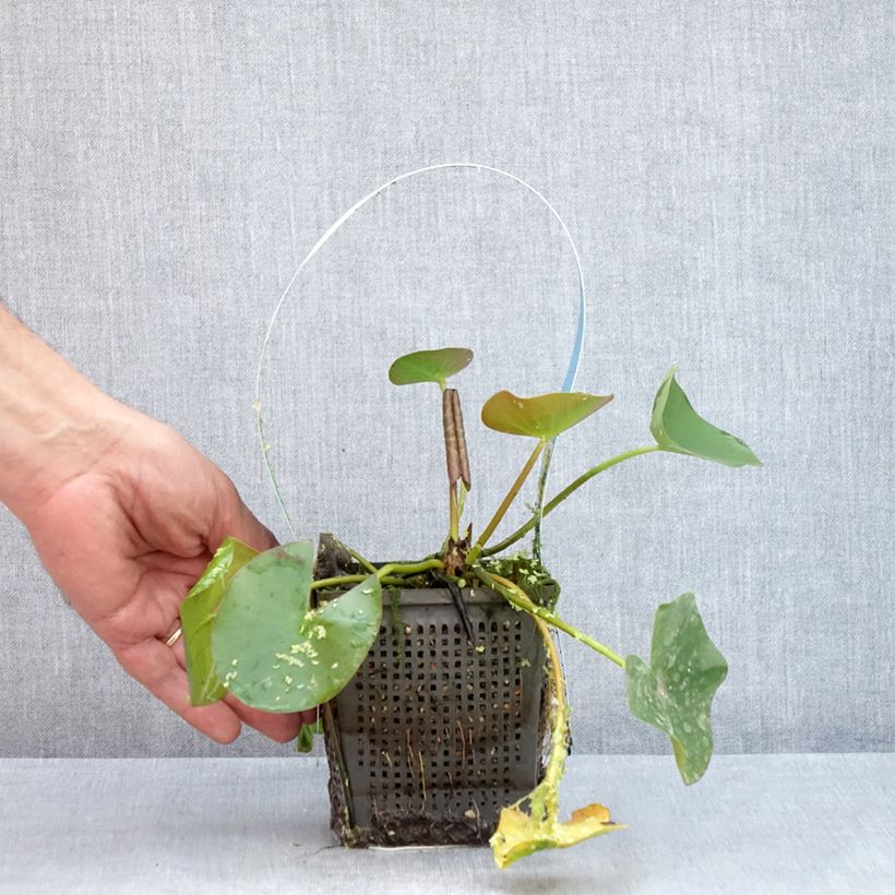 Esemplare di Nymphaea Marliacea Albida Vaso da 1L/1,5L consegnato in estate