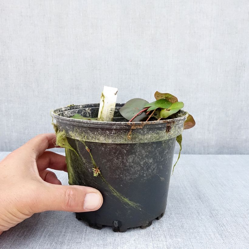 Esemplare di Nymphaea Marliacea Ignea Vaso da 1,5L/2L consegnato in estate
